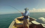 Spanish mackerel attacked by a lemon shark