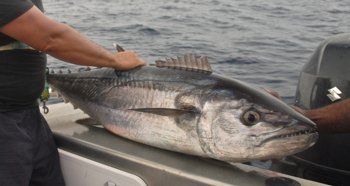 NORTHERN NEW CALEDONIA GREAT GAME FISHING STORY IN JULY 2011