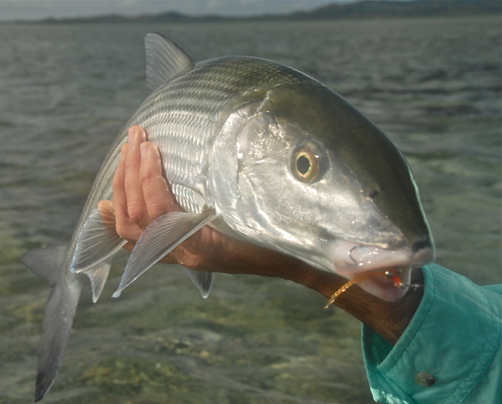 New Caledonia's huge bonefish…