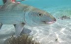 Fly fishing in New Caledonia means one thing… Big Bonefish (Albula Glossodonta)